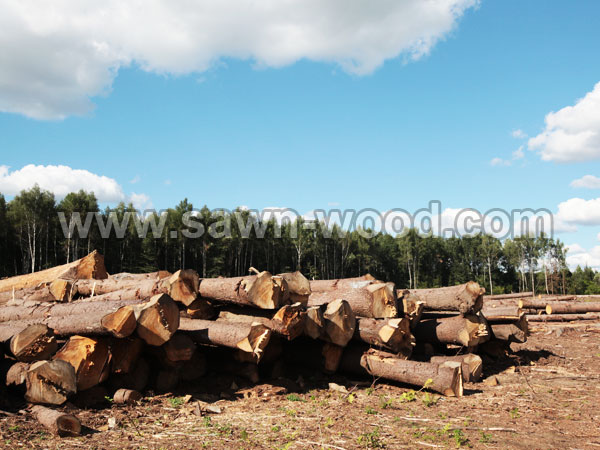 sawn wood3