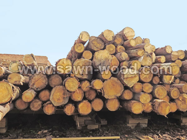 sawn wood6