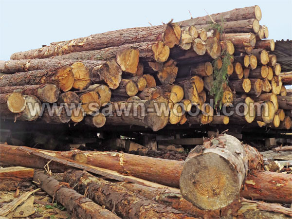 sawn wood7