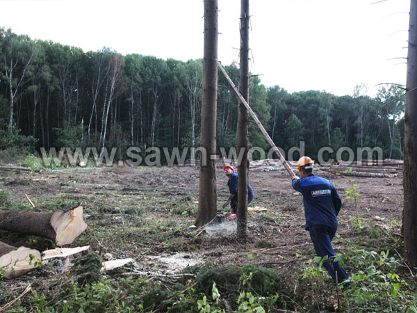 sawn-wood-23