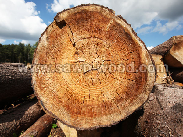 sawn-wood-52