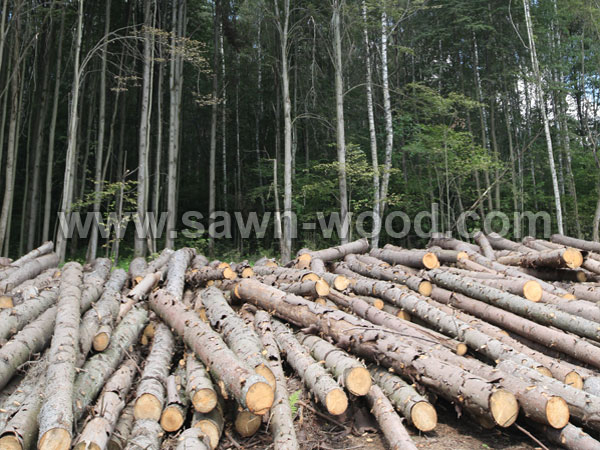sawn-wood-53