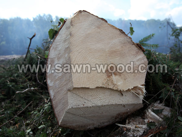 sawn wood (139)