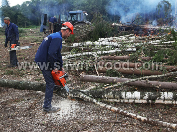 sawn wood (41)