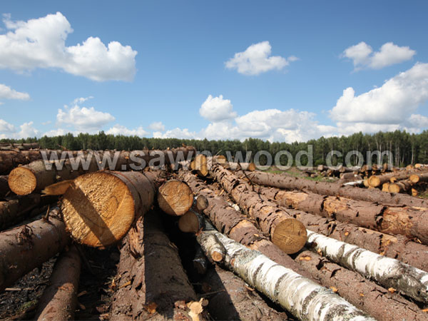 sawn wood (48)