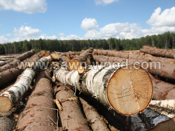 sawn wood (49)
