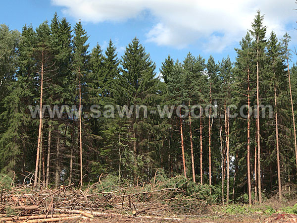 sawn wood (81)