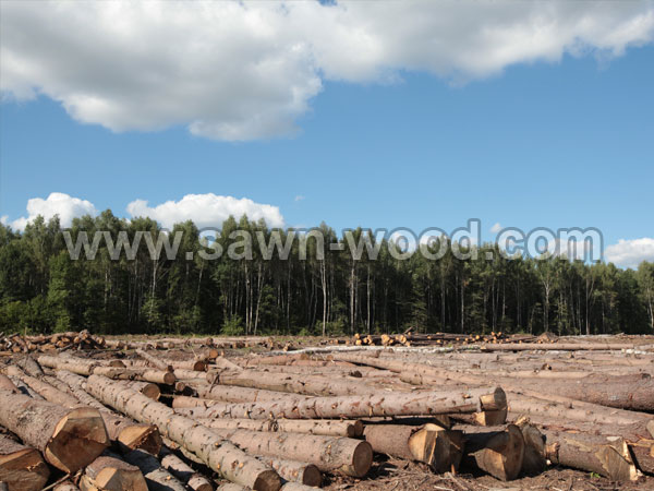 sawn wood (15)