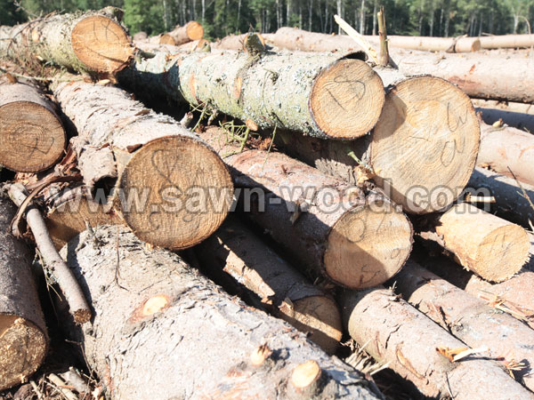 sawn wood (22)