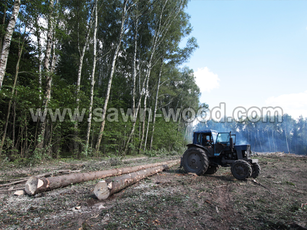 sawn wood (7777)